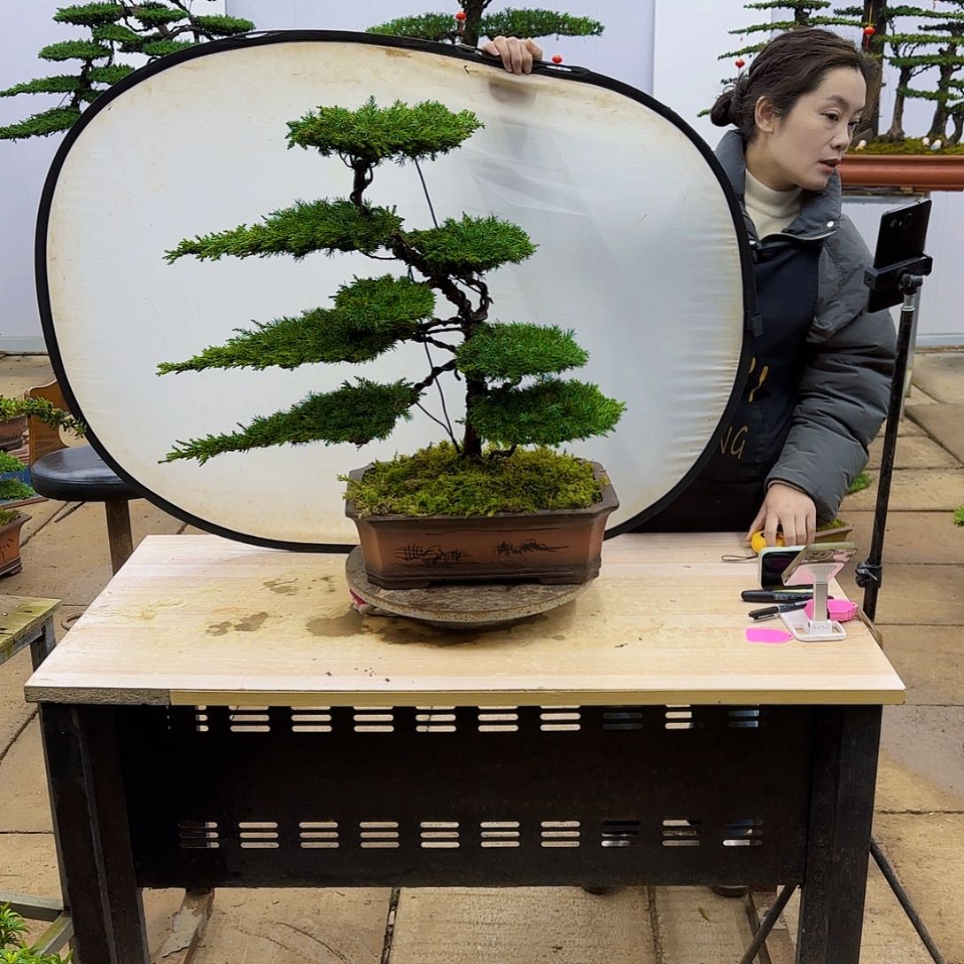 盆景直播间一物一拍