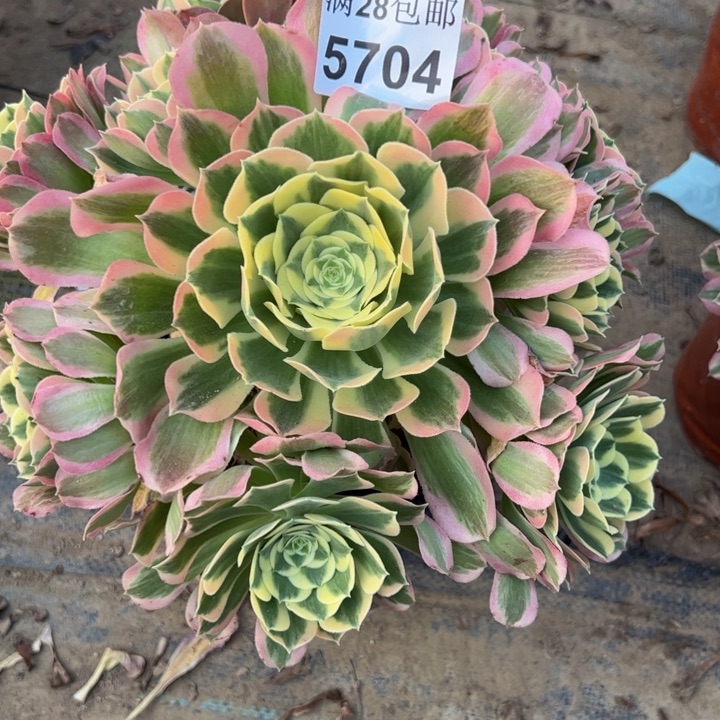 5704白凤多肉植物