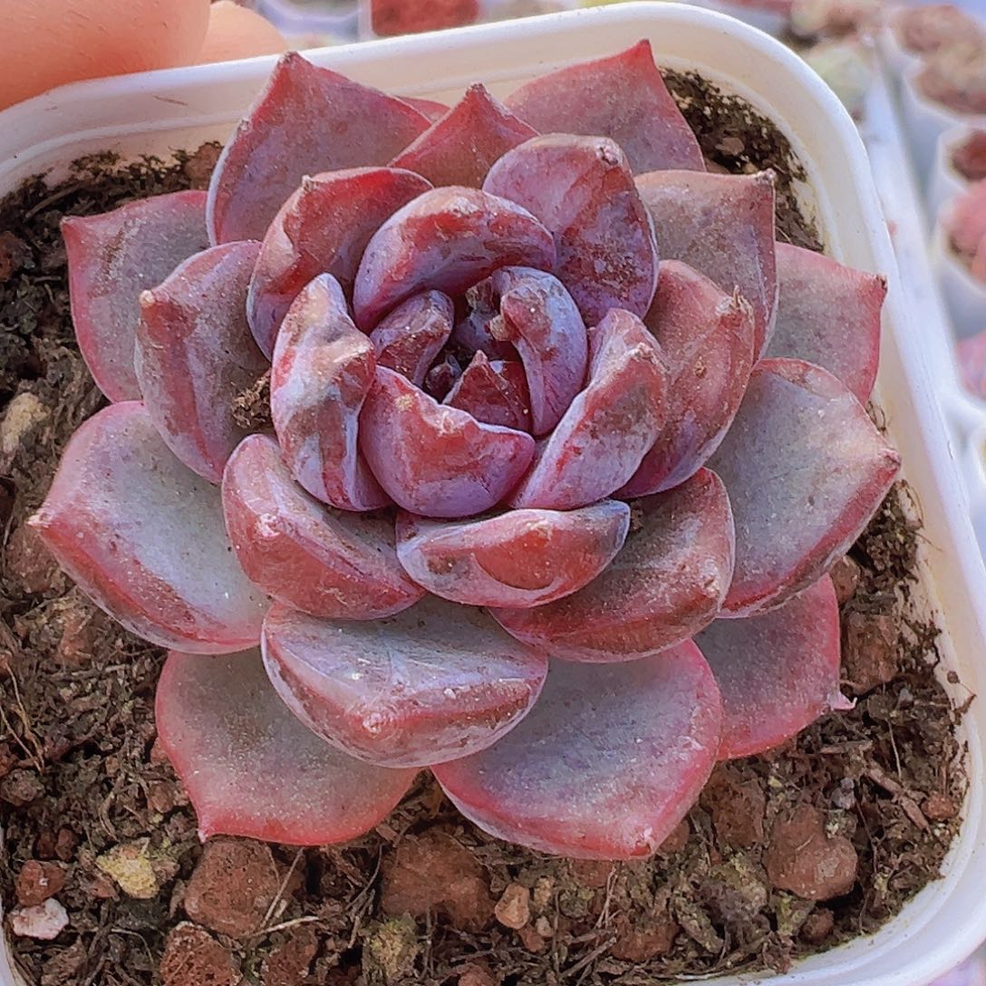 黑橙19包邮多肉植物