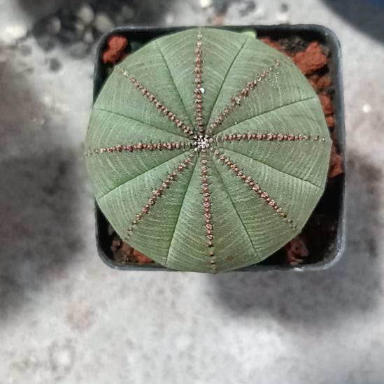 花花世界迷人眼球球好养