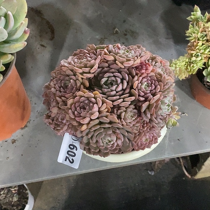 炎***热602可爱泡泡多肉植物多肉