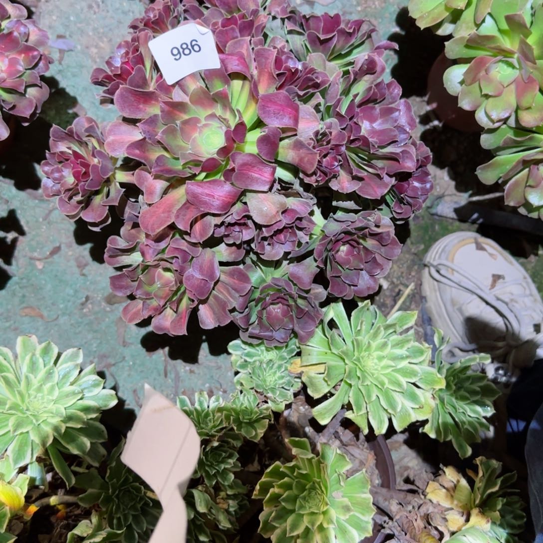 女巫中班法师多肉