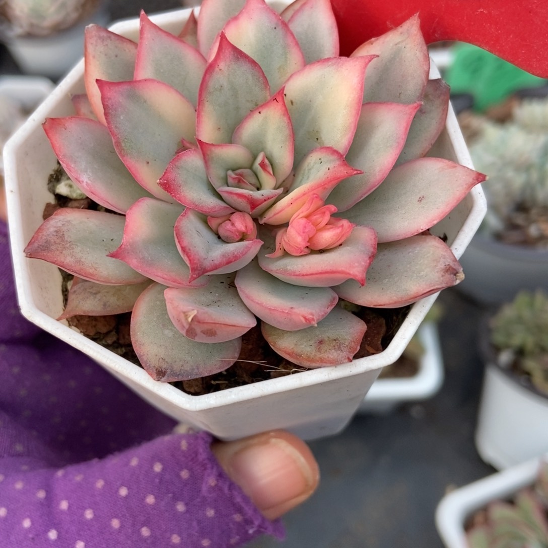 720月光女神锦duorou