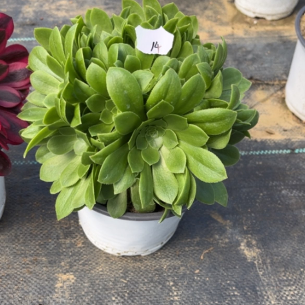 【闪购商品】14绿玫瑰多肉法师