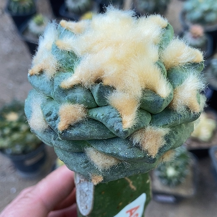 无花朵福利长毛大尤勾尤龟甲牡丹860