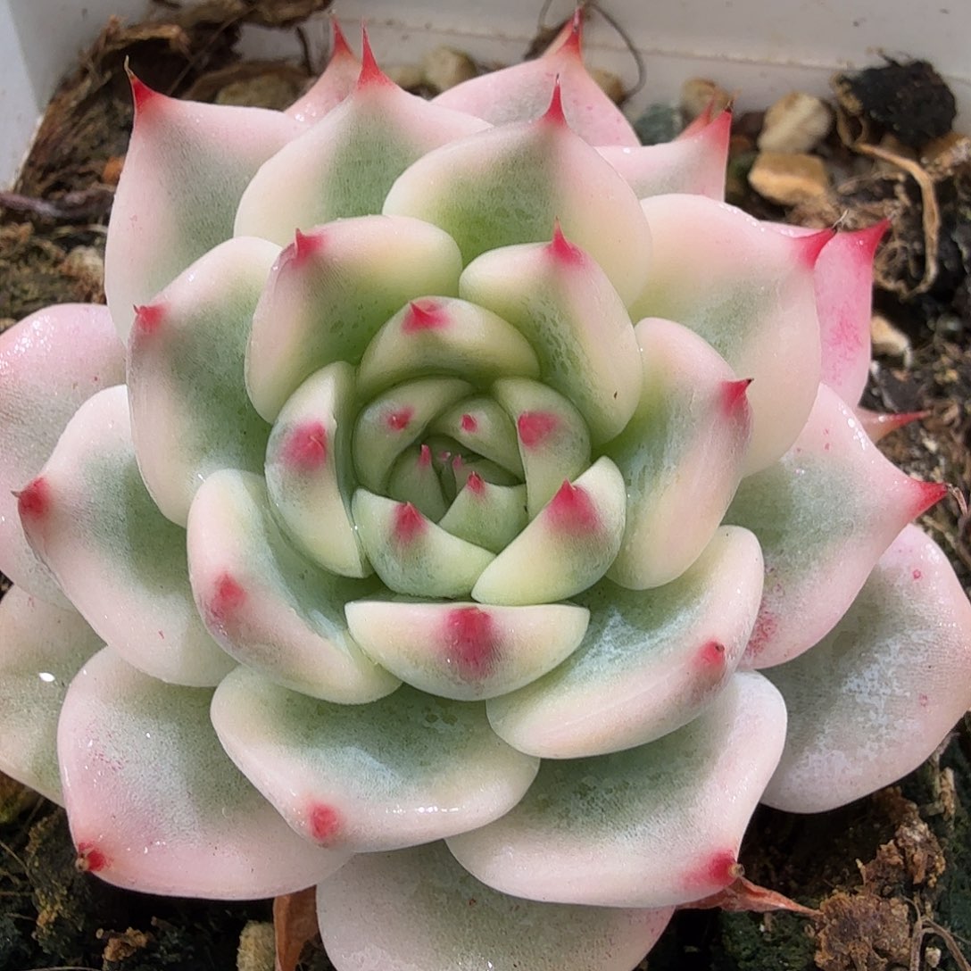 吉娃娃锦，多肉植物