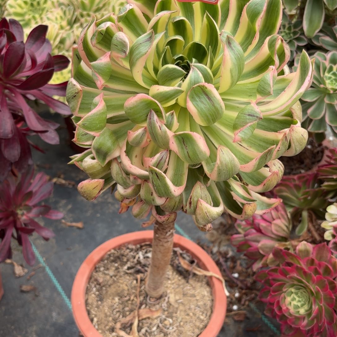 50青莲多肉植物绿植