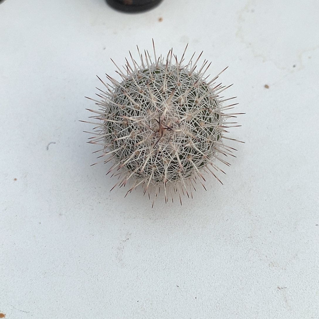 白王丸实生仙人球2.7公分