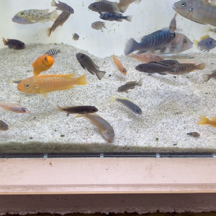 海水鱼三湖慈鲷，热带淡水鱼