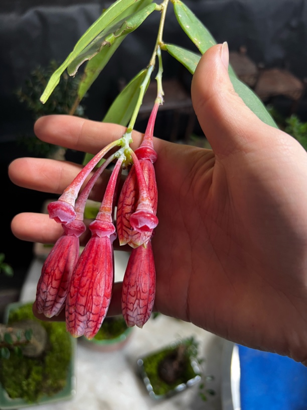 五翅莓树萝卜室内外绿植偏远地区不包邮