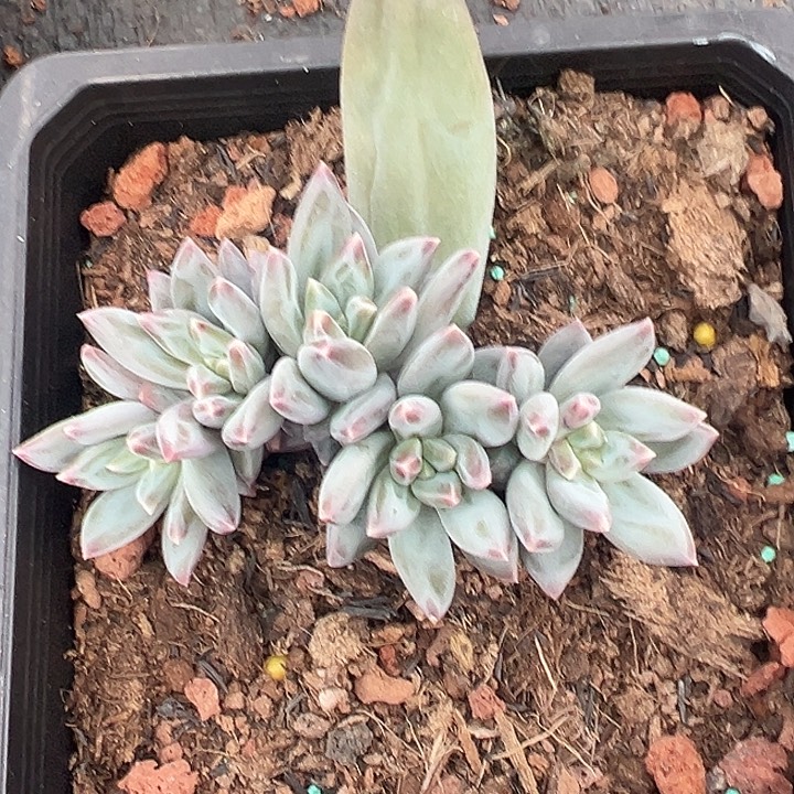 韦斯特曼美人特价