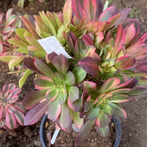 34嫁接绍羞七彩拉丝砍过满25包邮多肉