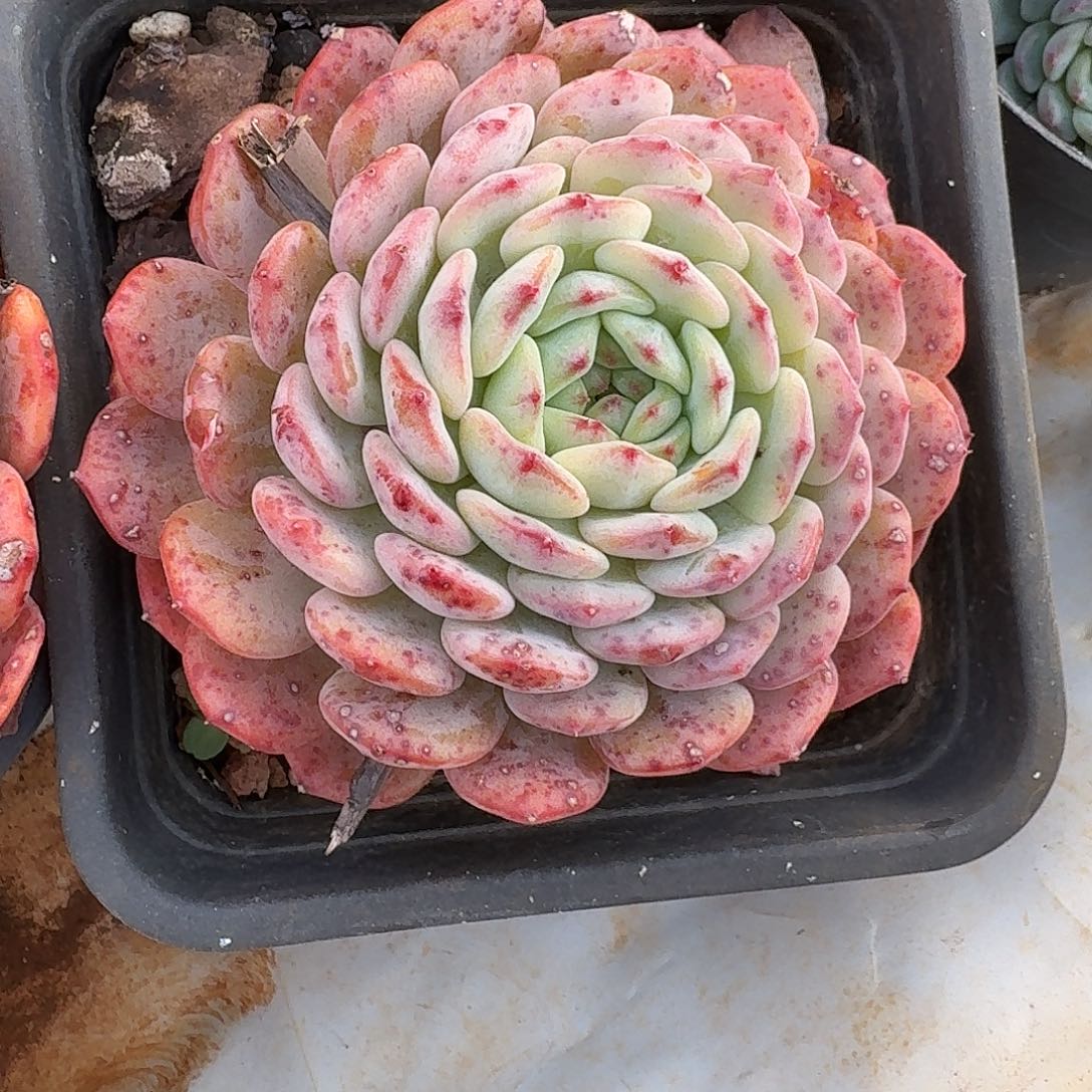 多肉植物白胖子大