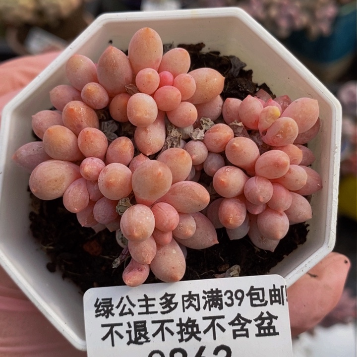 婴儿手指6cm863多肉植物