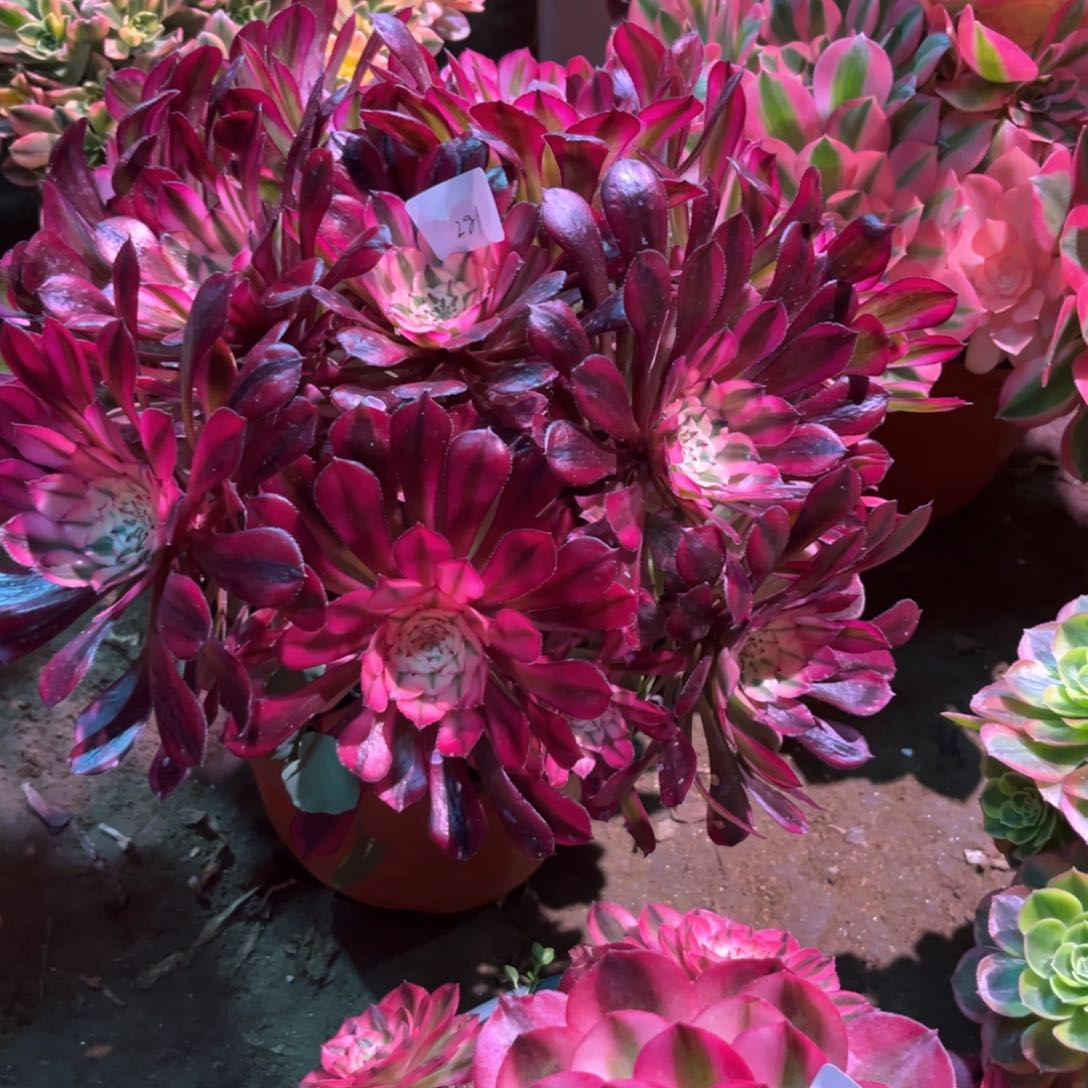 多肉植物红铜白281