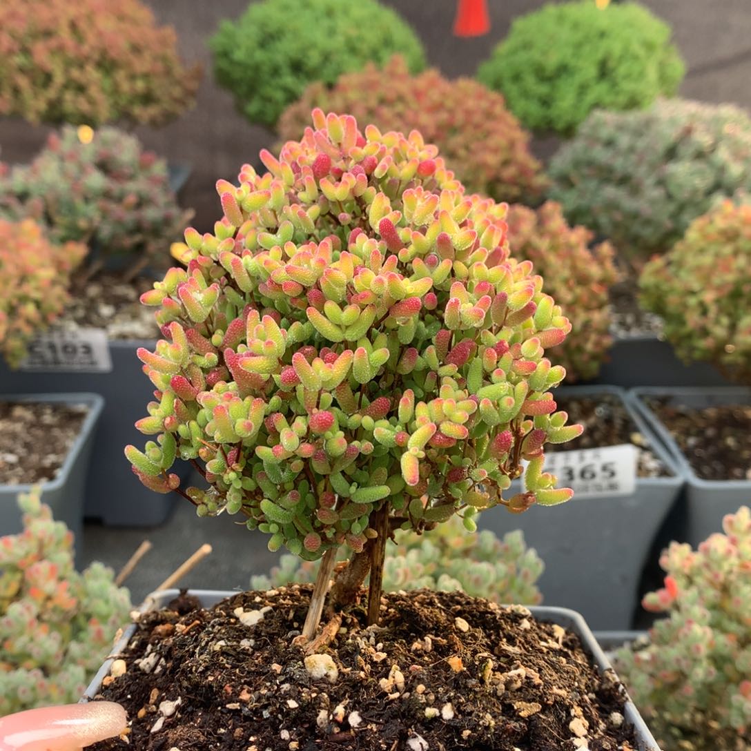 c104蜜橘糖球枝干番杏