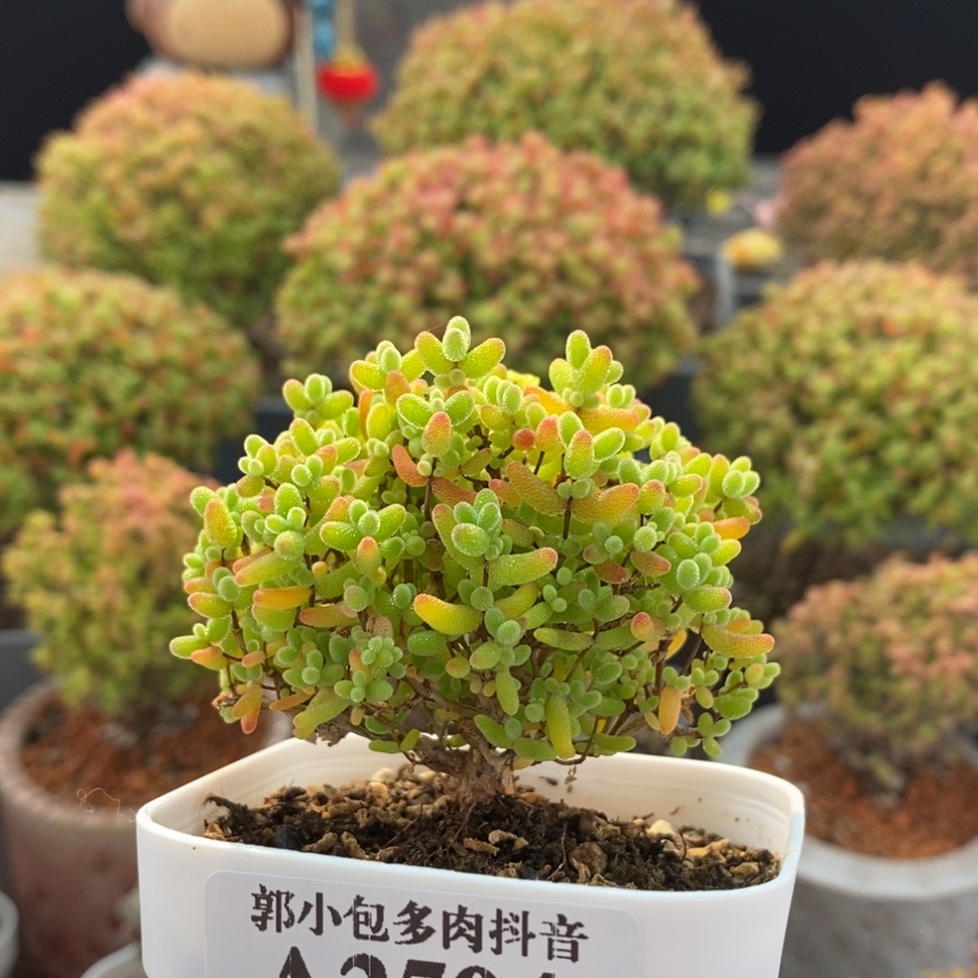 蜜橘糖球2504枝干番杏