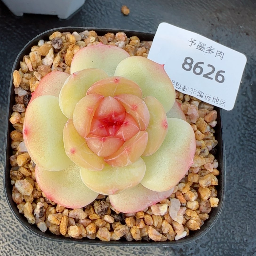 沉香珍妮，8626多肉