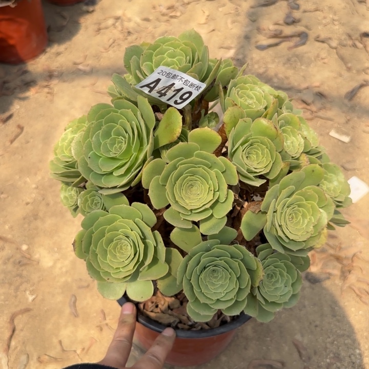 绿羊绒……多肉植物……