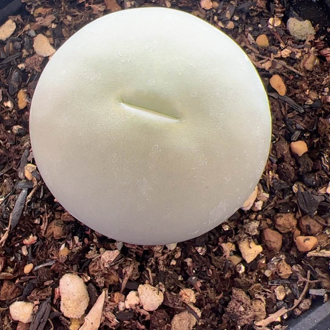 【闪购商品】31 3cm大鸽子蛋