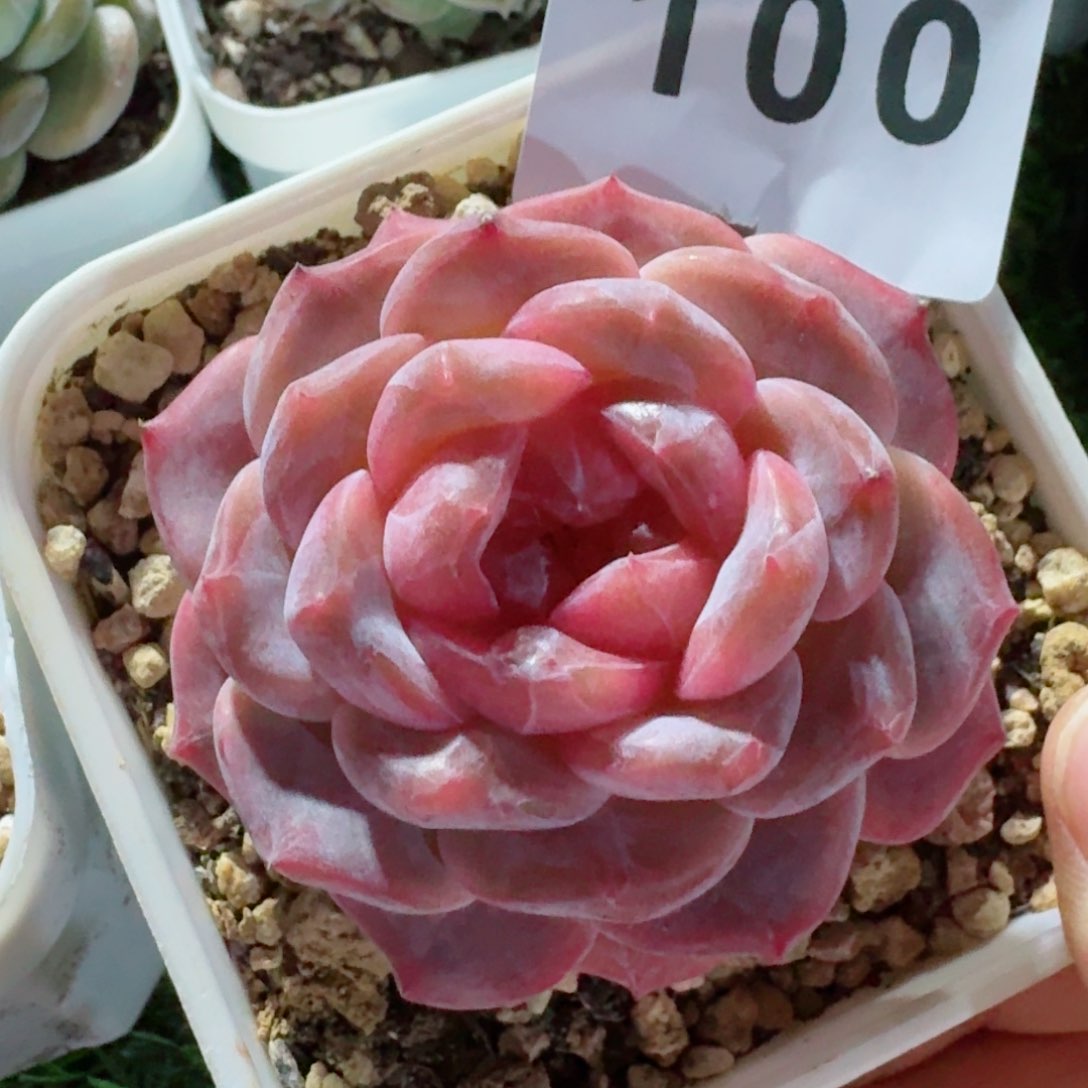 母本冰魄         精品多肉