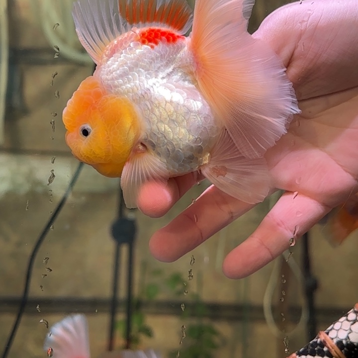 金鱼泰狮金鱼 观赏鱼