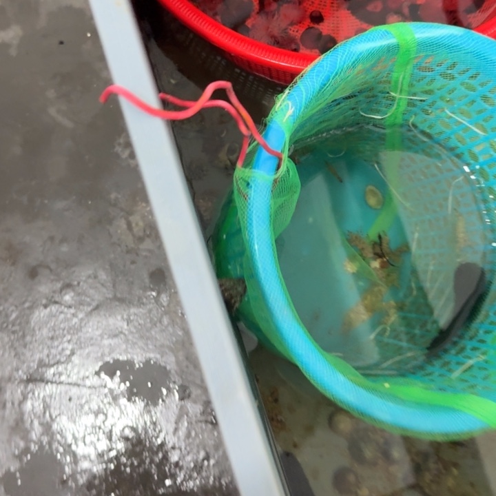 躺***平奶嘴海葵薄荷虾3➕海猪2