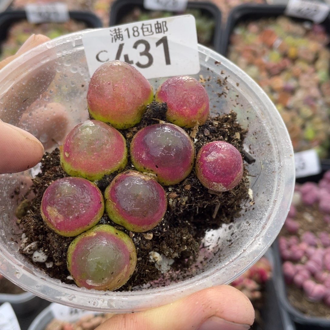 红陶000000000000431