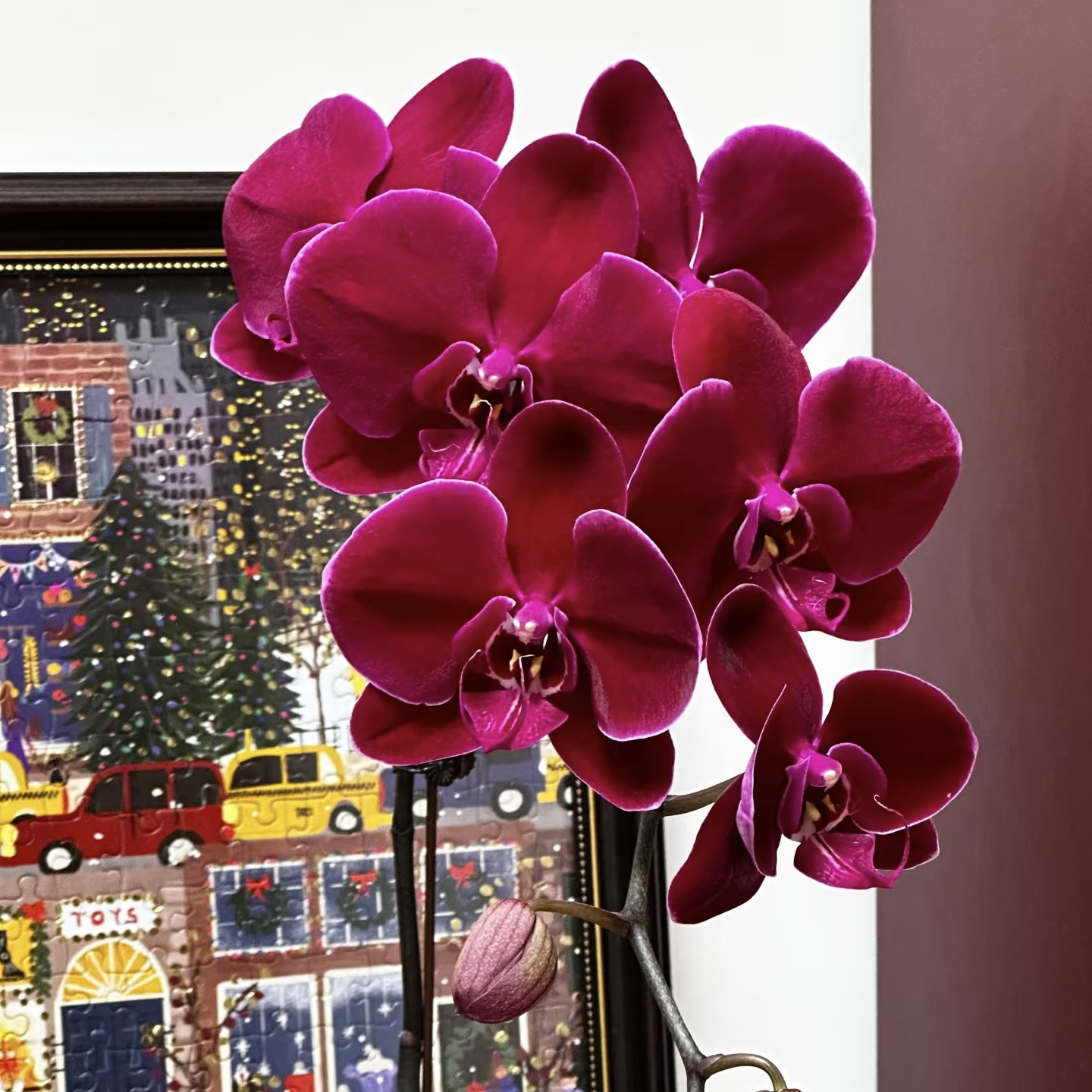 特殊叶【牛记黑脸】叶片变异3.5加高部分有梗  根系很少 介意勿拍