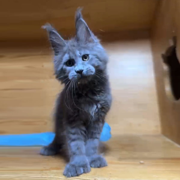缅因猫宠物 定制明信片定金链接