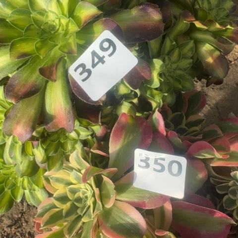 法师韶华雨花石18-24