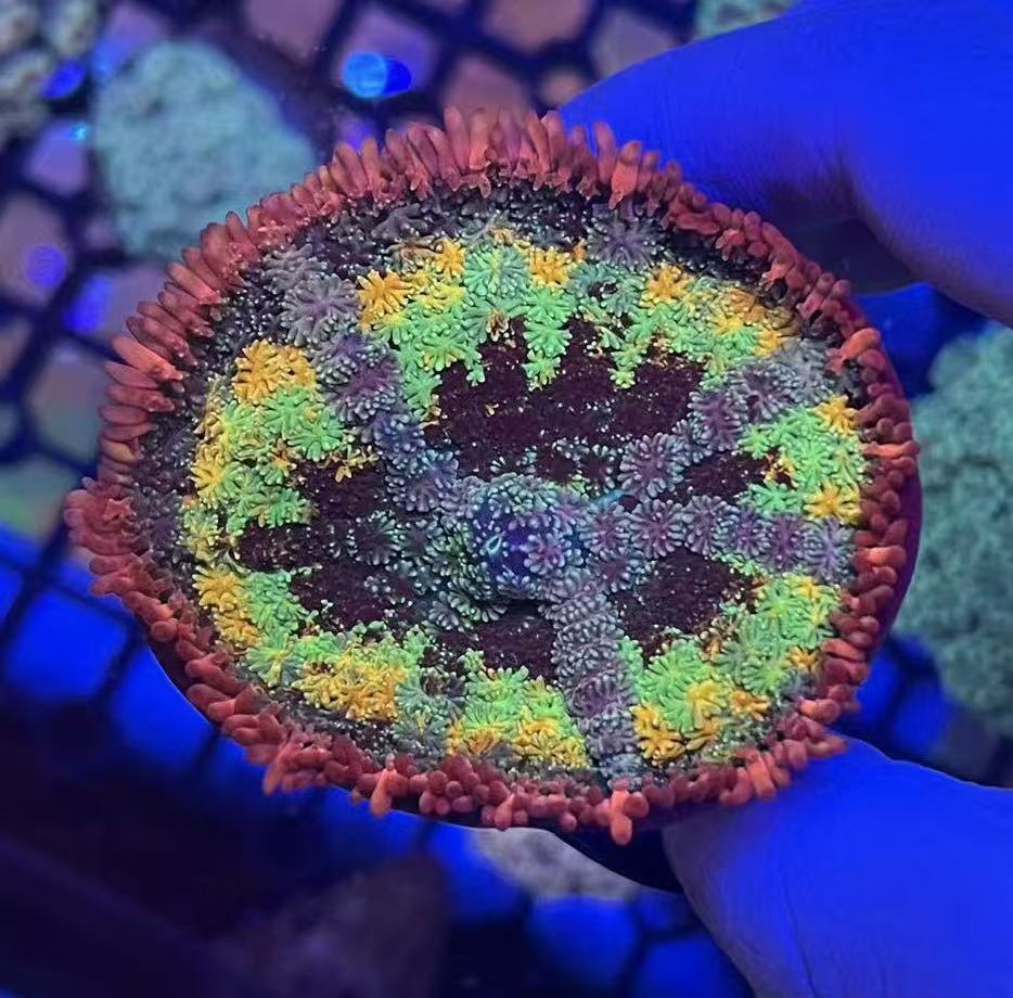 海缸珊瑚 一物一拍