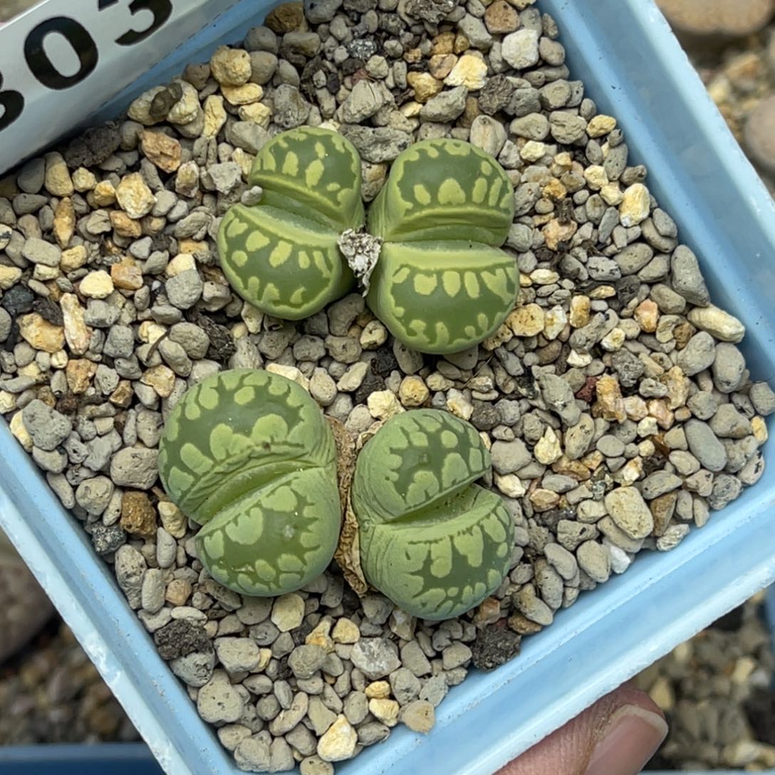 0378双头大牙2母本