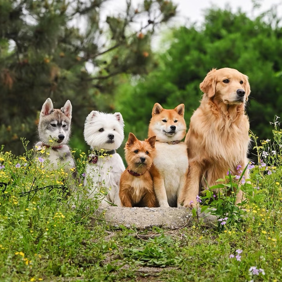 宠物狗狗直播间一物一拍比熊泰迪熊博美雪纳瑞西高地柯基柴犬活体