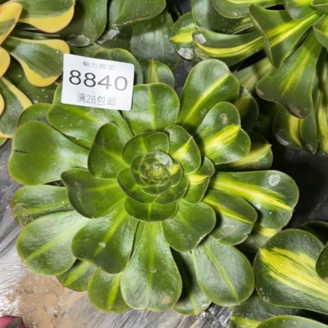 暴君多肉多肉8840