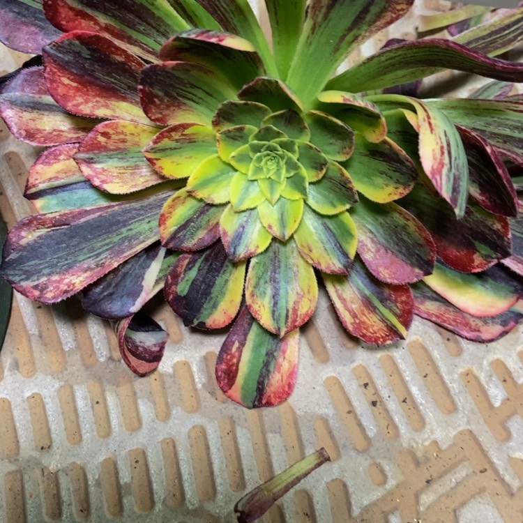 【闪购商品】馨**?4532花鹤翎多肉