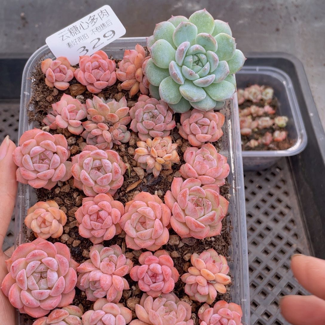 云糖心多肉植物329