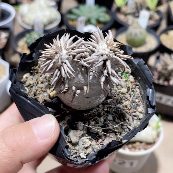 026惠比大黑块根