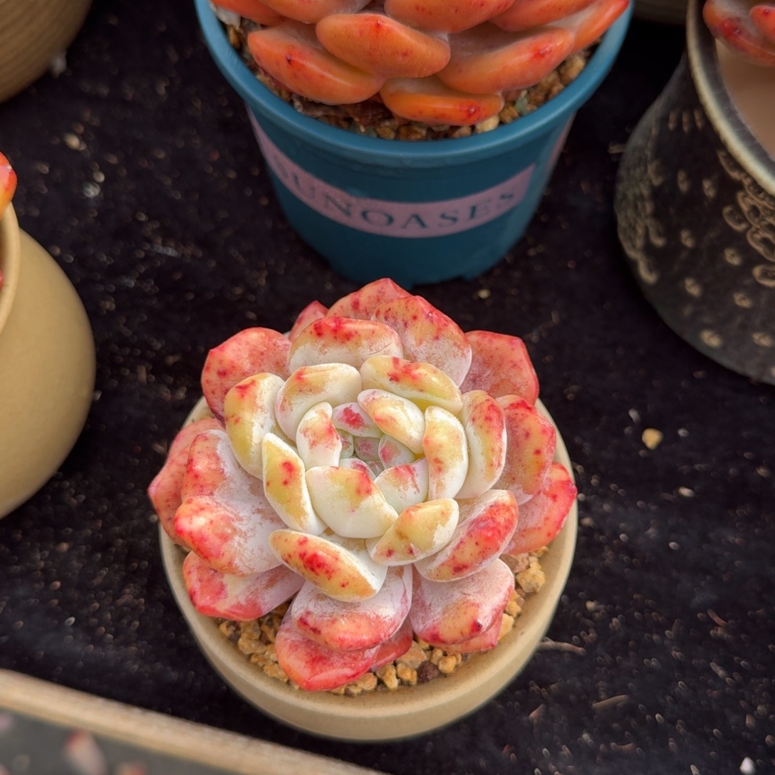 l****精美石化，带盆发货