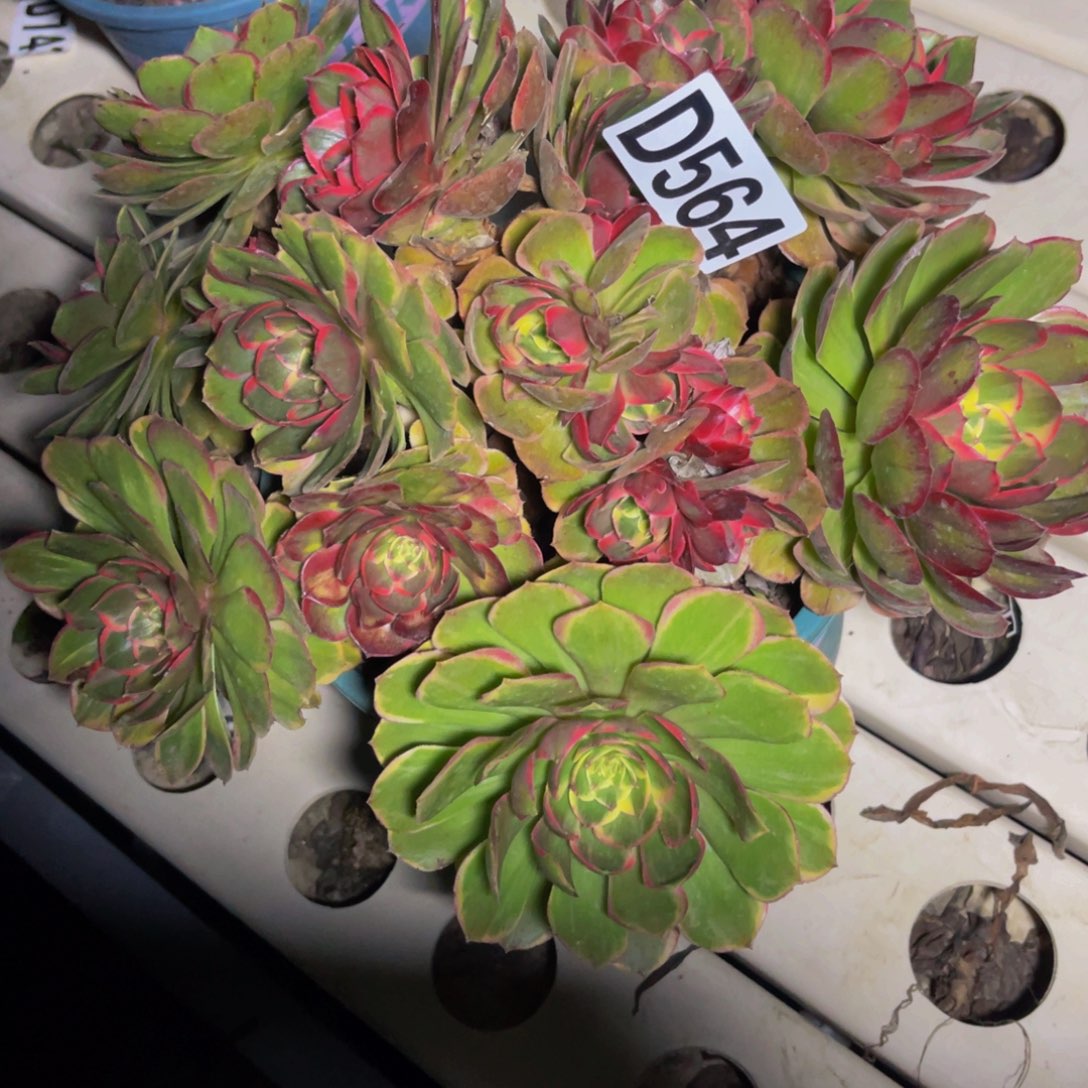粉花妖7//////34包邮