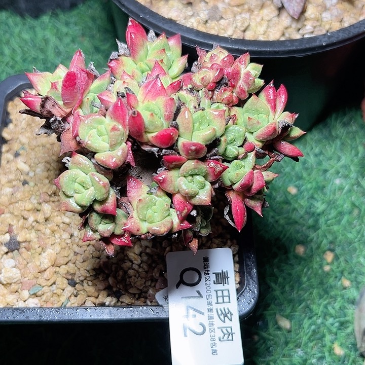 小鹿多肉一物一拍142