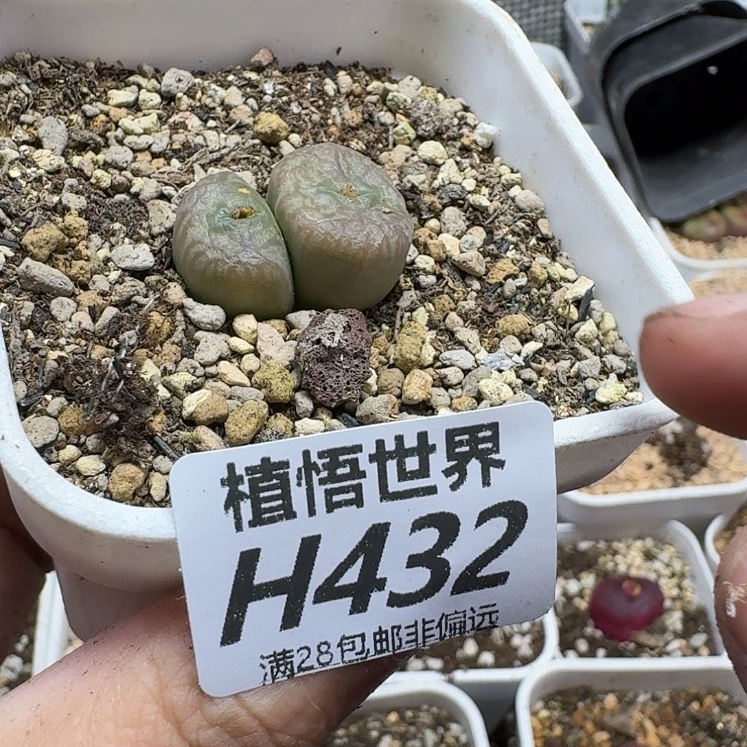 ****️多肉植物的人生rghj