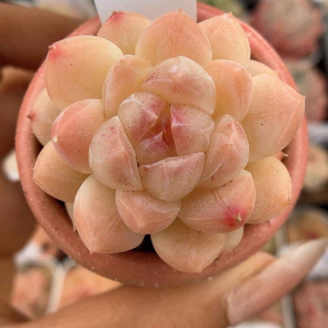 糖心珍妮646号。  