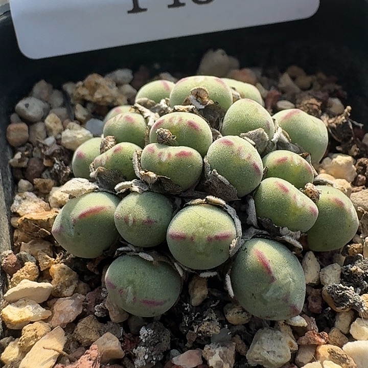 145 小型毛口笛。       