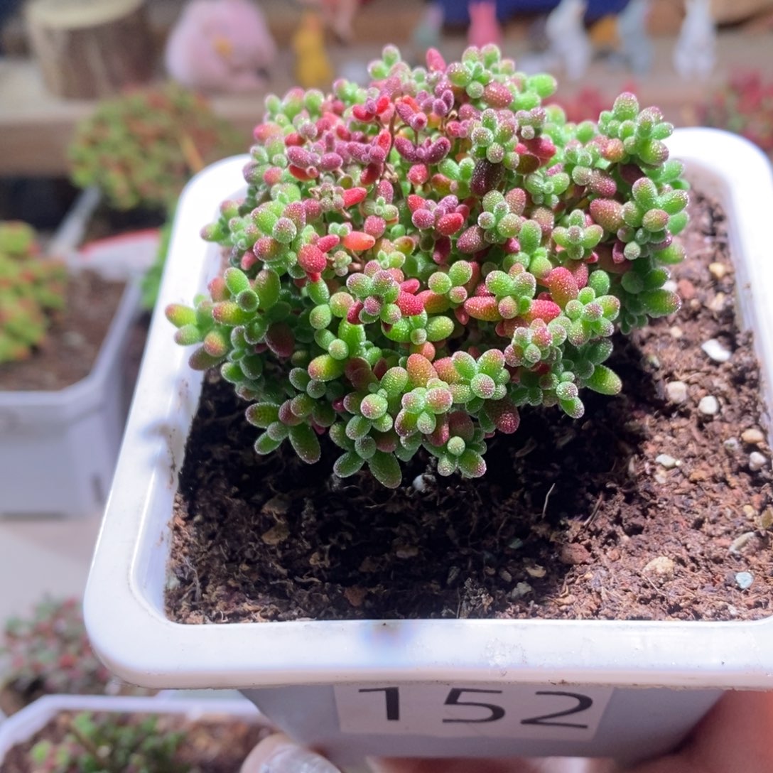 蜜橘带盆土发货一物一拍