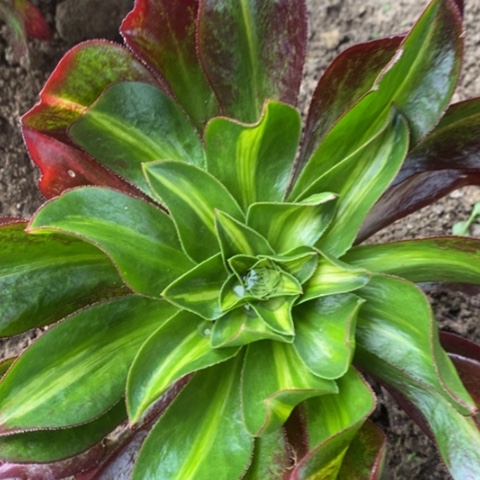 881嫁接魅影中斑满25包邮多肉