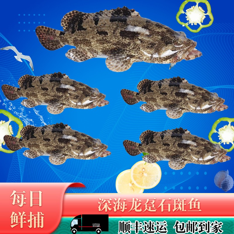 【五条石斑】1.6斤大石斑鱼*1+小石斑鱼*4 海鱼生鲜水产海鲜约4.3斤