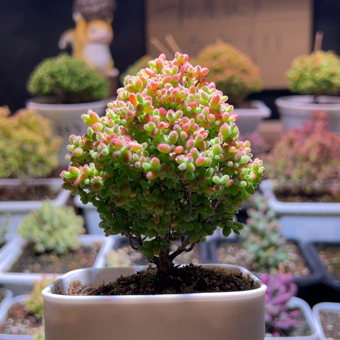 邻***哥279蜜橘一物一拍包开箱