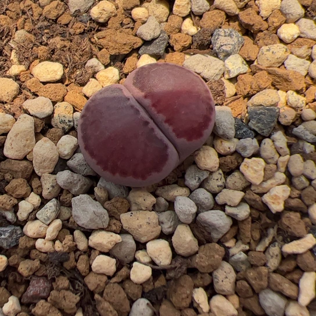0316号 紫饼干 多肉植物