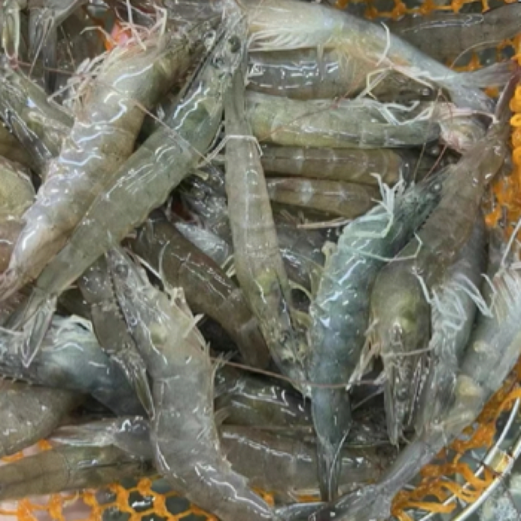 鲜活基围虾9.9半斤